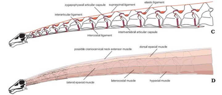 Diplodocus