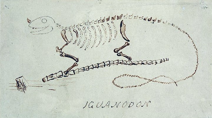 Iguanodon