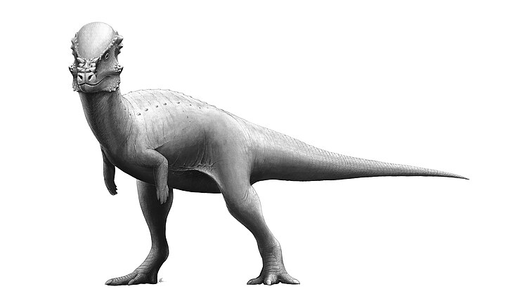 Pachycéphalosaure