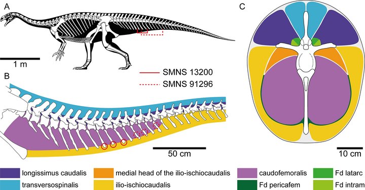 Plateosaure