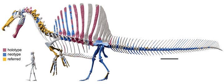 Spinosaure