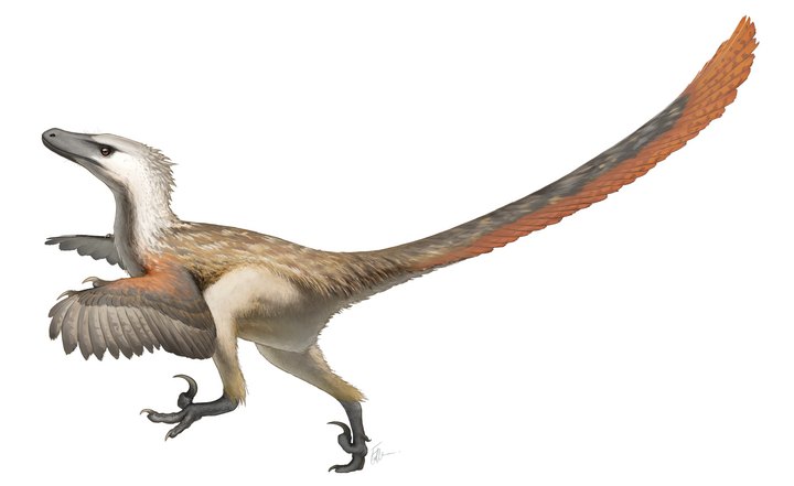 Vélociraptor