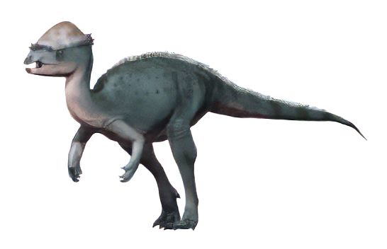 Acrotholus — Autres ornithischiens