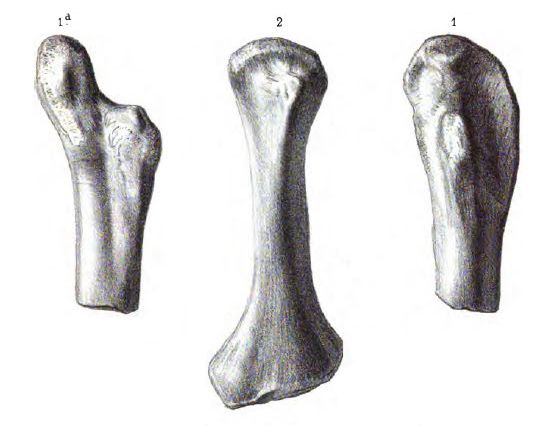 actiosaure — Autres saurischiens