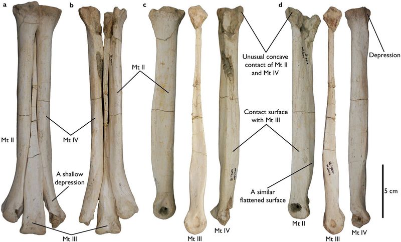 Aepyornithomimus — Théropodes