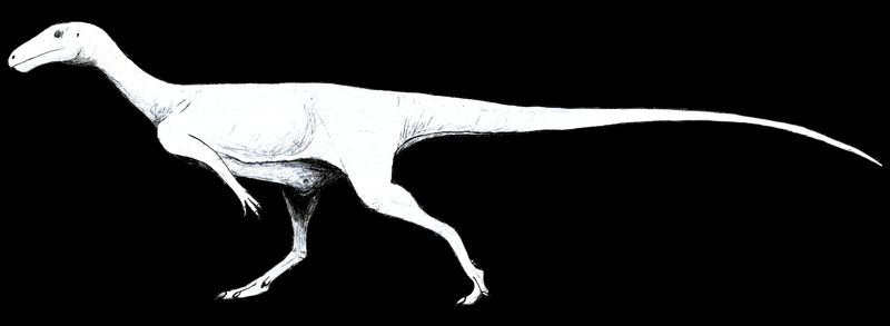 Afromimus — Théropodes