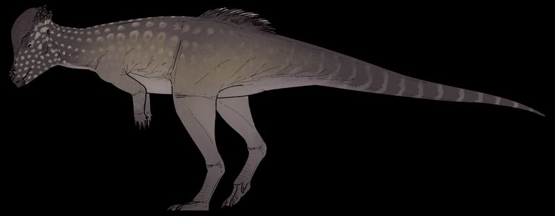 Alaskacephale — Autres ornithischiens
