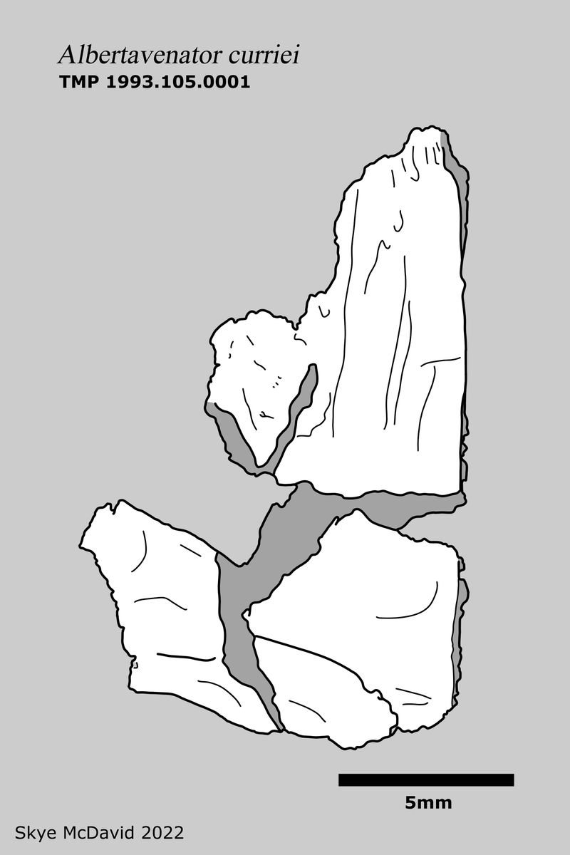 Albertavenator — Théropodes