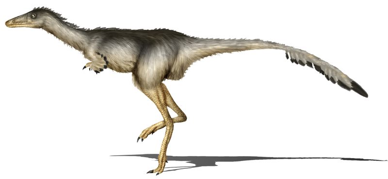 Albertonykus — Théropodes