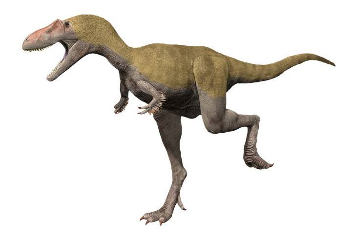 Albertosaurus — Théropodes