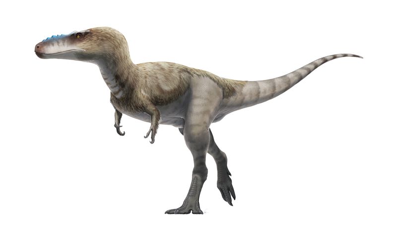 Alioramus — Théropodes