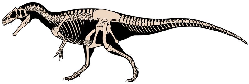 Allosaurus — Théropodes