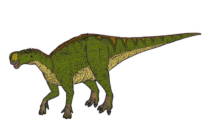 Altirhinus — Autres ornithischiens