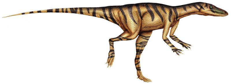 Alwalkeria — Autres saurischiens