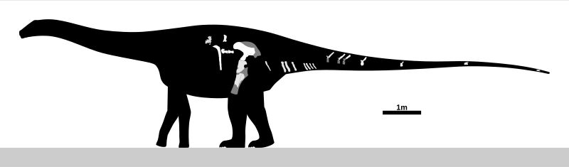 Amazonsaurus — Autres saurischiens