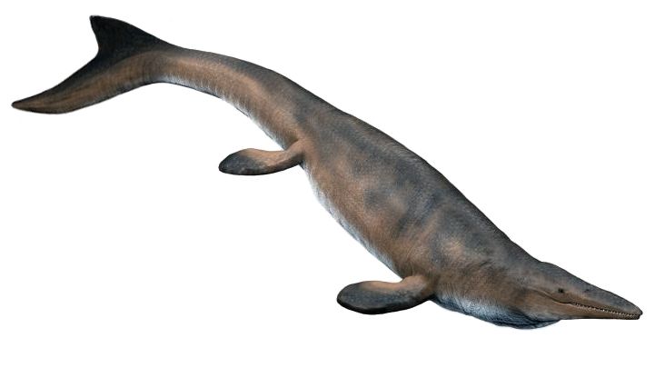 Mosasaurus — Reptiles marins