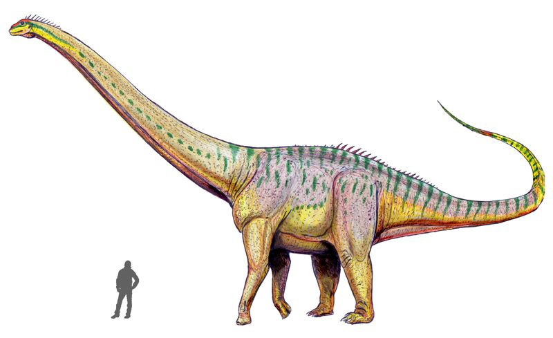 Amphicoelias — Autres saurischiens