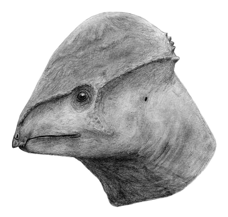 Amtocephale — Autres ornithischiens