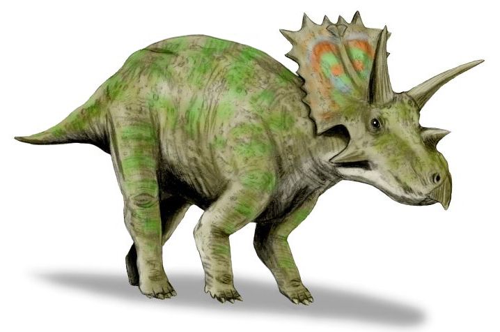 Anchiceratops — Autres ornithischiens
