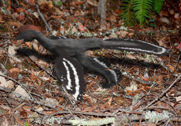 Anchiornis — Théropodes
