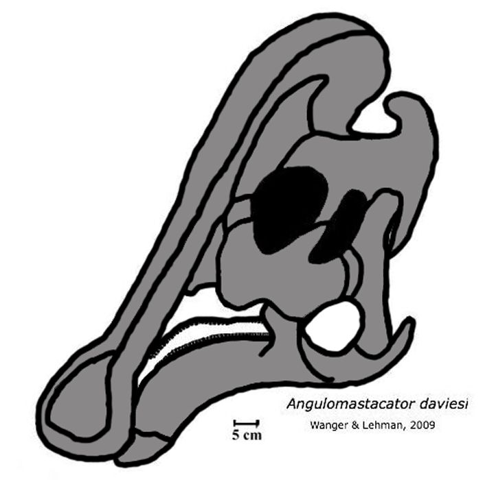Angulomastacator — Autres ornithischiens