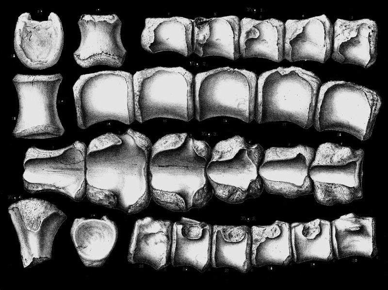 Anoplosaurus — Autres ornithischiens