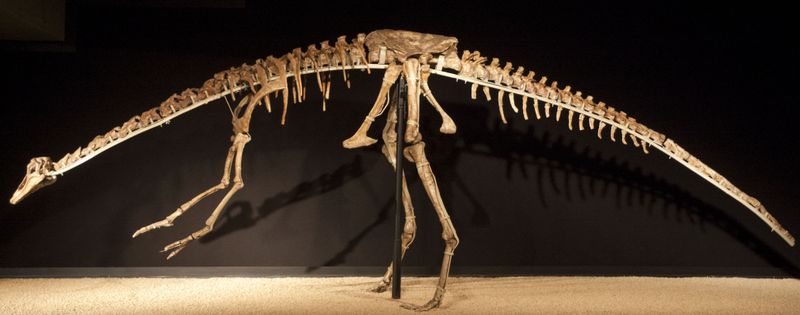 Anserimimus — Théropodes