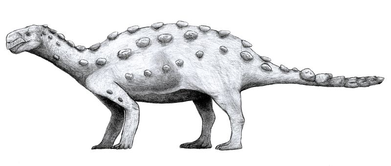 Antarctopelta — Autres ornithischiens