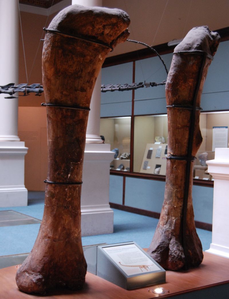 Antarctosaurus — Autres saurischiens