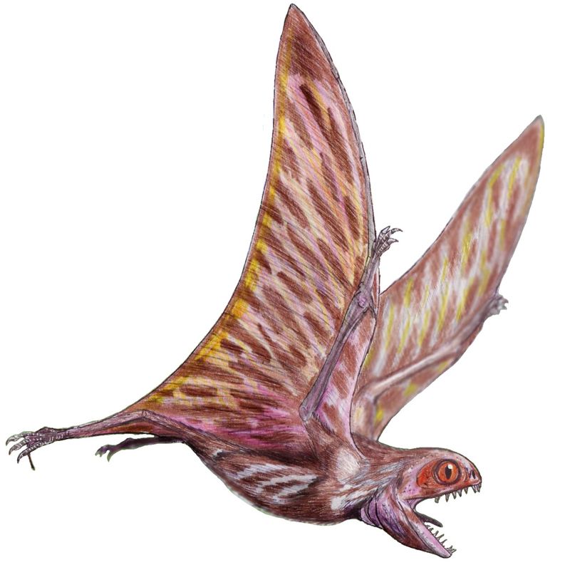 Anurognathus — Ptérosaures