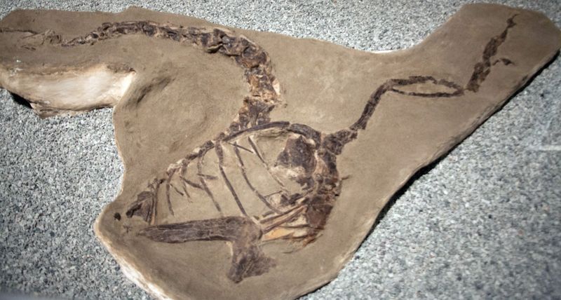 Apatoraptor — Théropodes