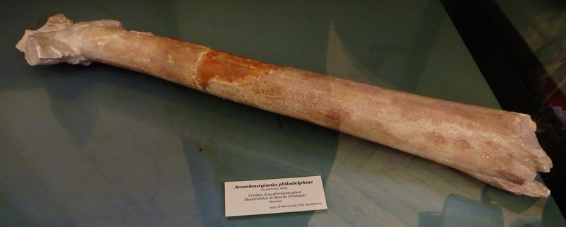 Arambourgiania — Ptérosaures