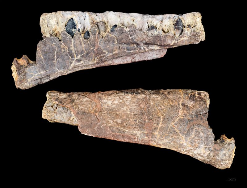 Archaeodontosaurus — Autres saurischiens
