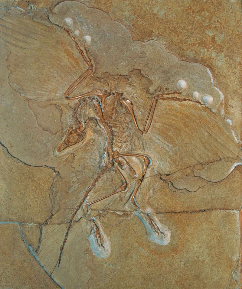 Archaeopteryx — Autres