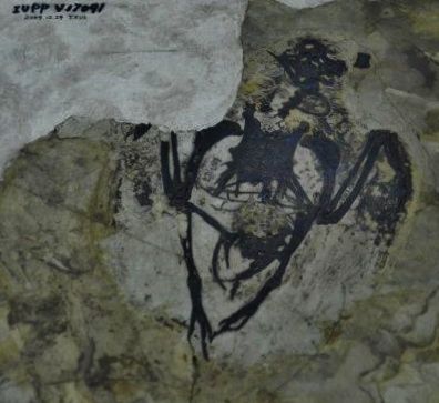 Archaeorhynchus spathula — Autres