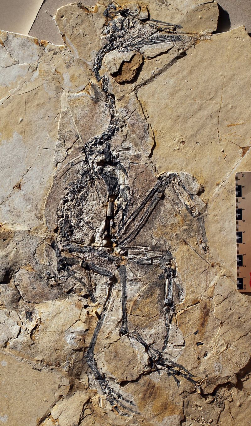 Yanornis — Autres