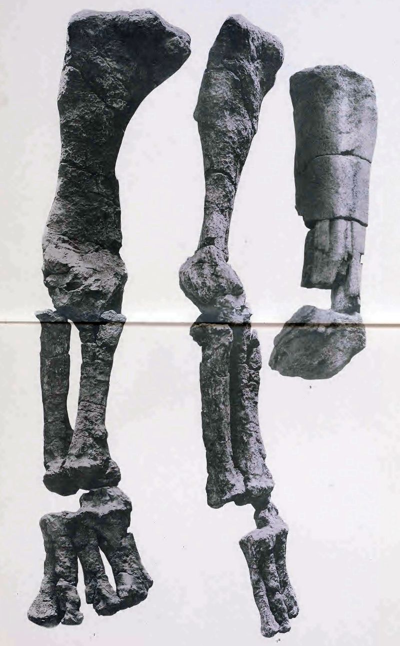 Argyrosaurus — Autres saurischiens