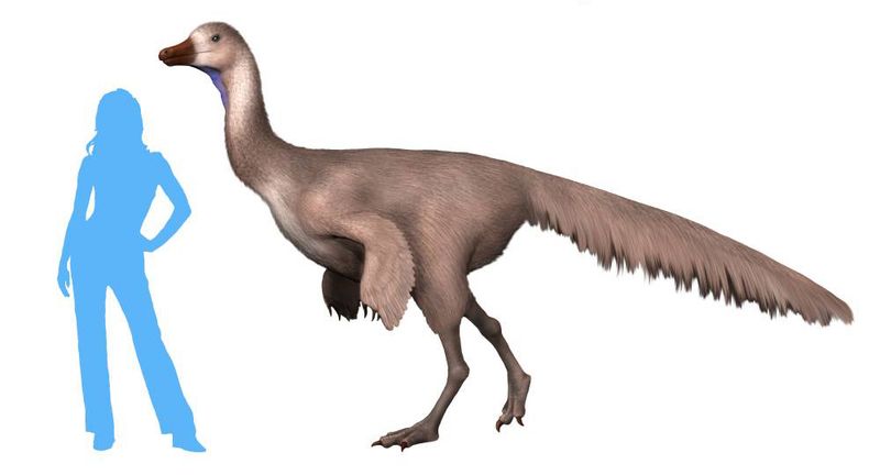Arkansaurus — Théropodes