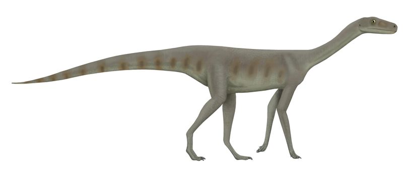Asilisaurus — Autres ornithischiens