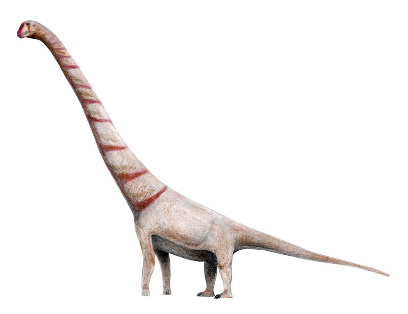 Astrophocaudia — Autres saurischiens