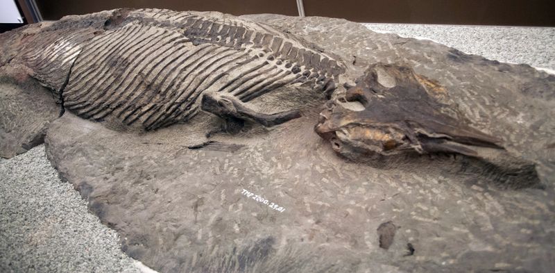 Athabascasaurus — Reptiles marins