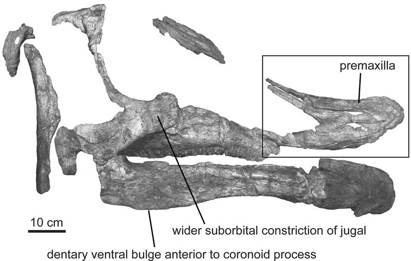 Augustynolophus — Autres ornithischiens