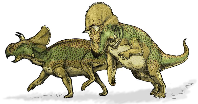 Avaceratops — Autres ornithischiens