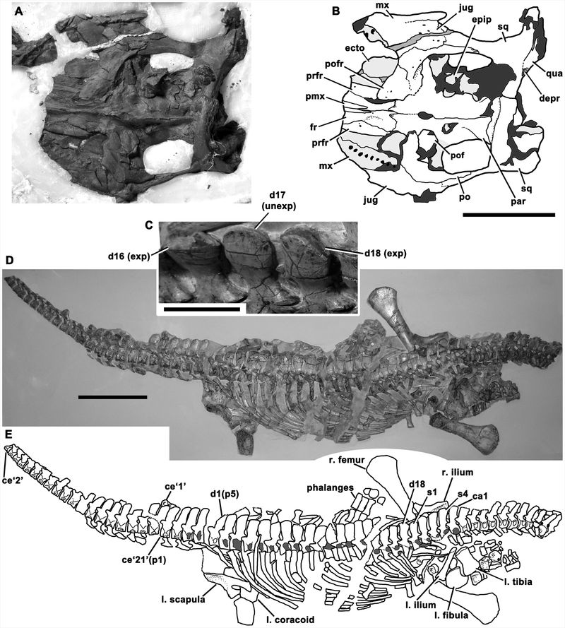 Avalonnectes — Reptiles marins