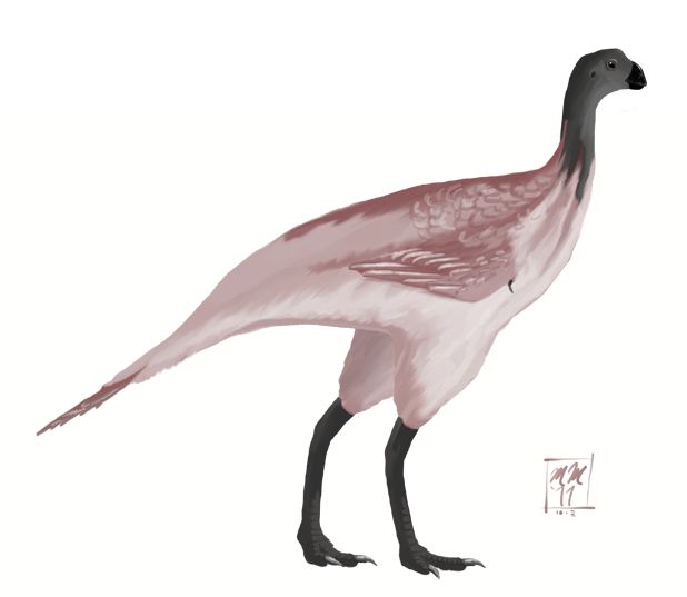 Avimimus — Théropodes