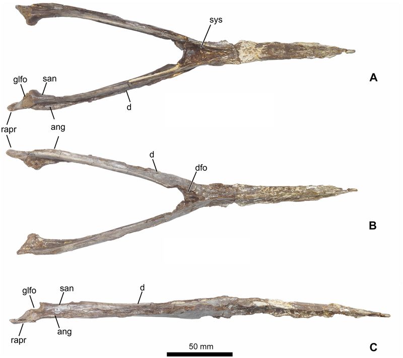 Aymberedactylus — Ptérosaures