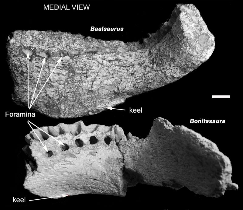 Baalsaurus — Autres saurischiens