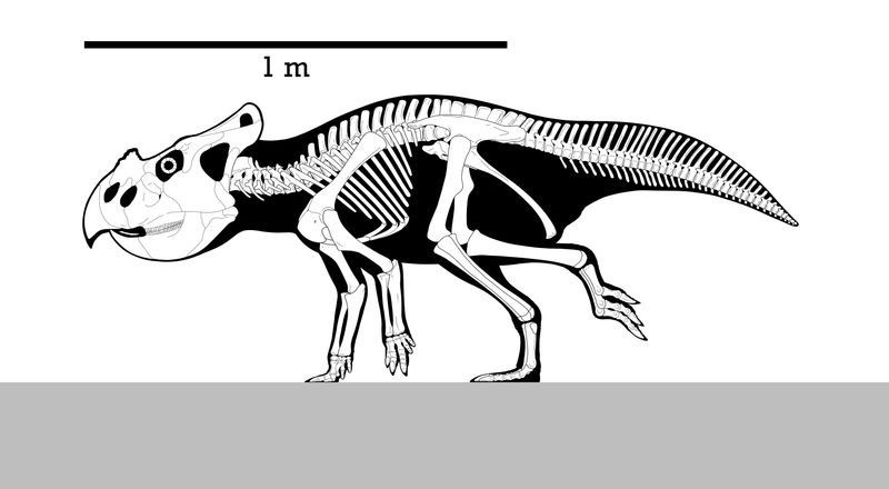 Bagaceratops — Autres ornithischiens