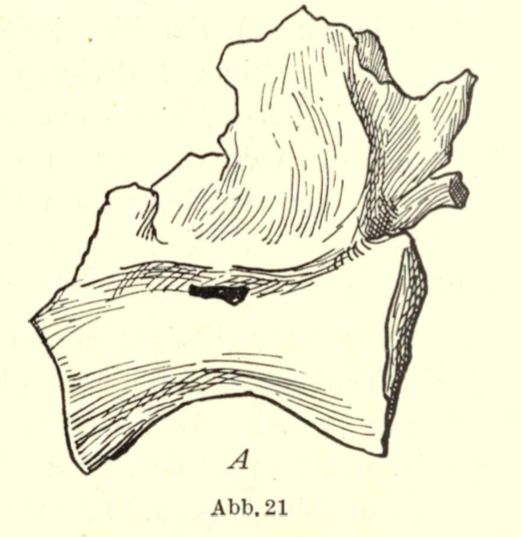 Bahariasaurus — Théropodes