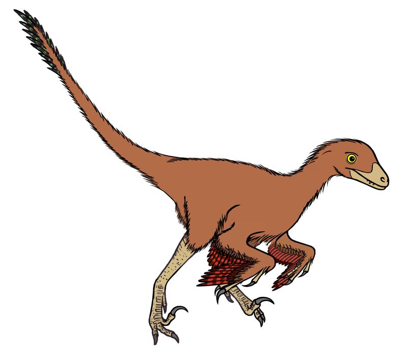 Bambiraptor — Théropodes